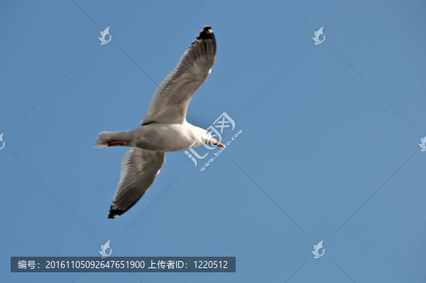 海鷗
