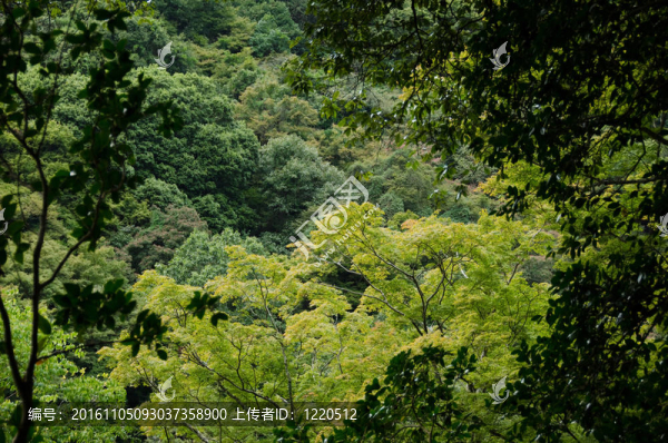 山坡上的森林冠層