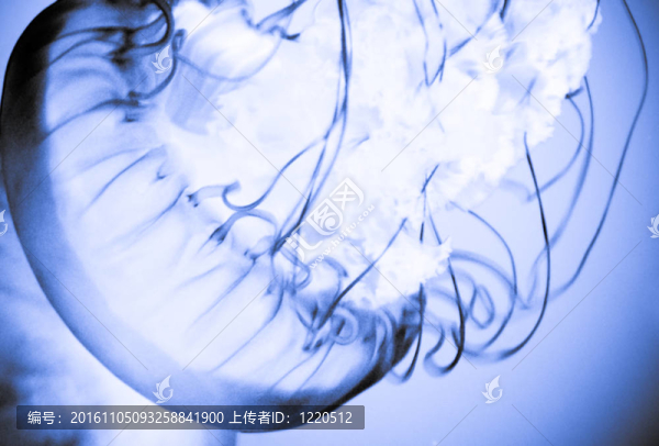 水母