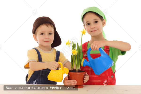 照料盆栽水仙的小孩；白色的隔離