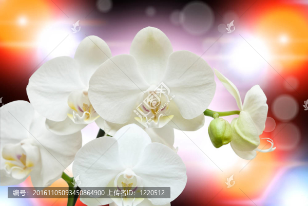 蘭花花的特寫