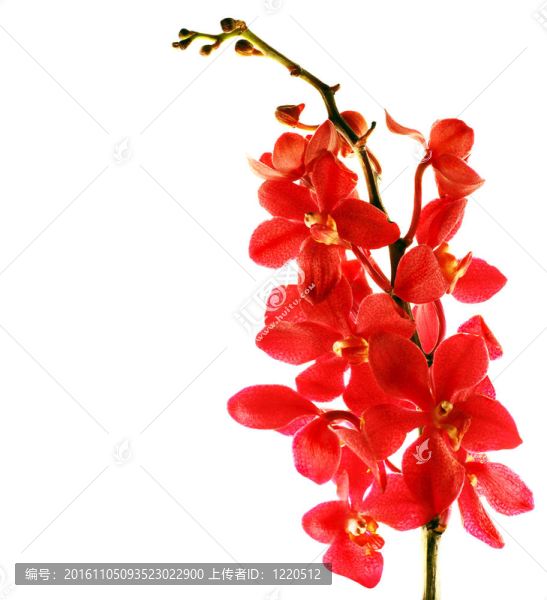 紅蘭花