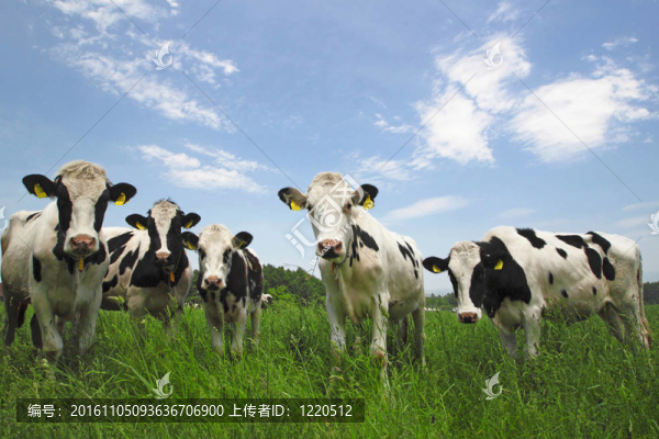 春綠色田野