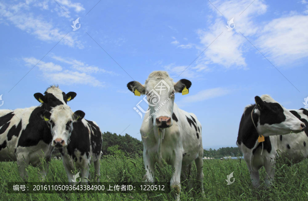 春綠色田野