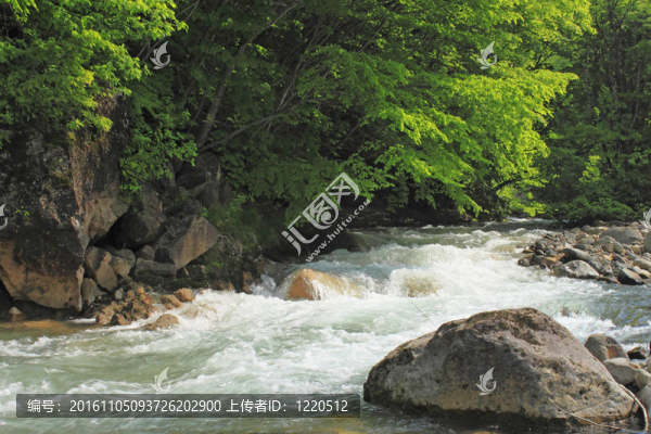 新鮮綠色和溪流