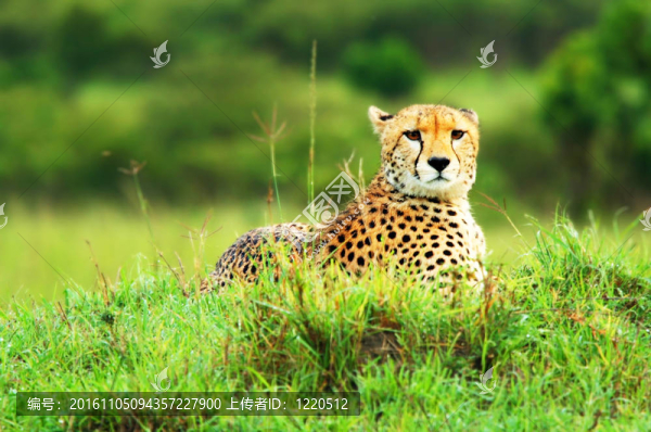 野生非洲獵豹