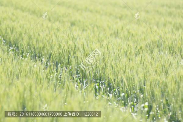 麥田