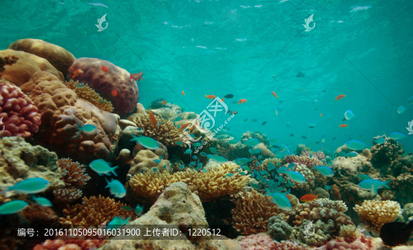 珊瑚礁
