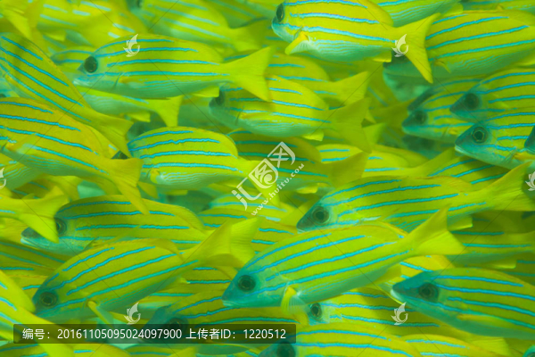 對四帶笛鯛魚群的整體框架