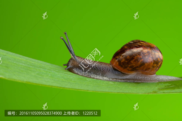 蝸牛爬行