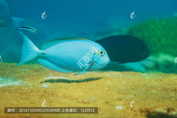 在桌珊瑚上游動(dòng)的藍(lán)色魚(yú)