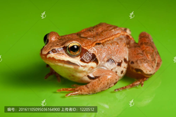 青蛙接近了