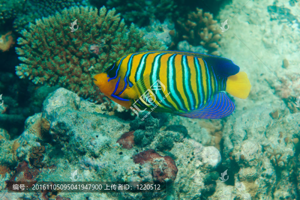 帝王神仙魚
