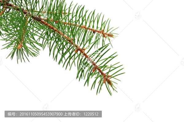 冷杉枝