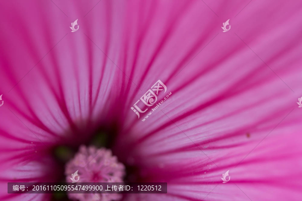 芙蓉近
