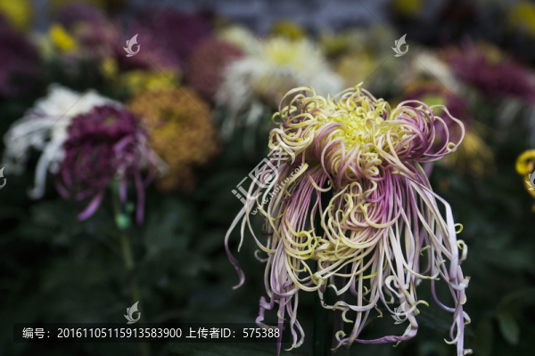 菊花