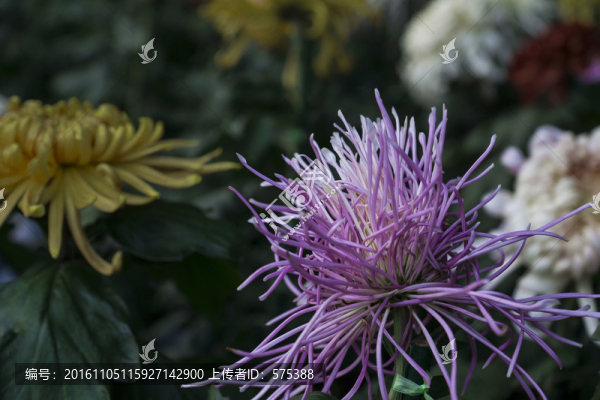 菊花