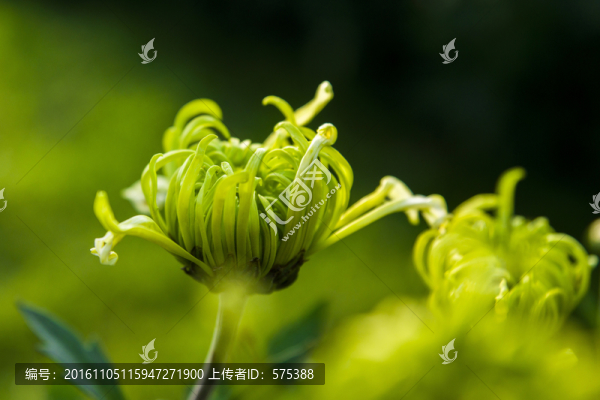 菊花