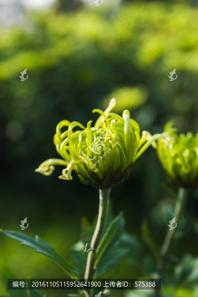 菊花