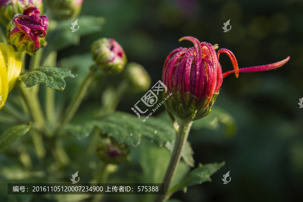 菊花
