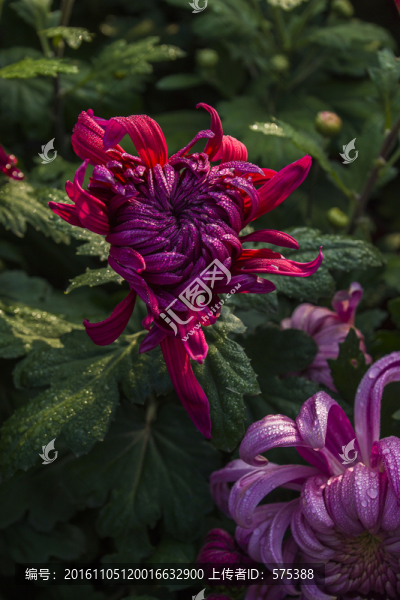 菊花