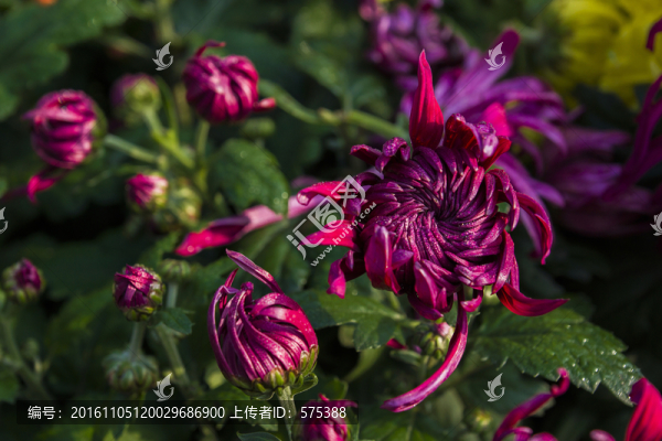 菊花