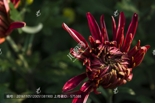 菊花