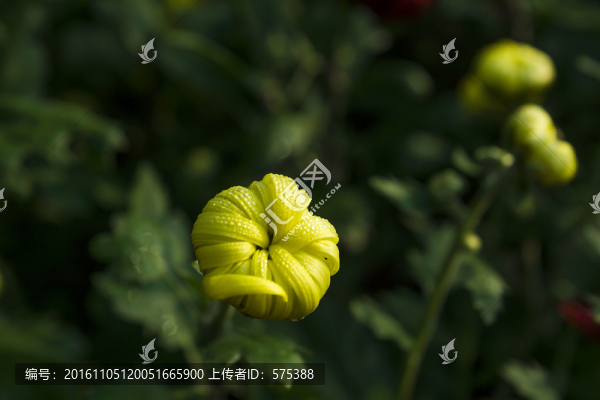 菊花苞