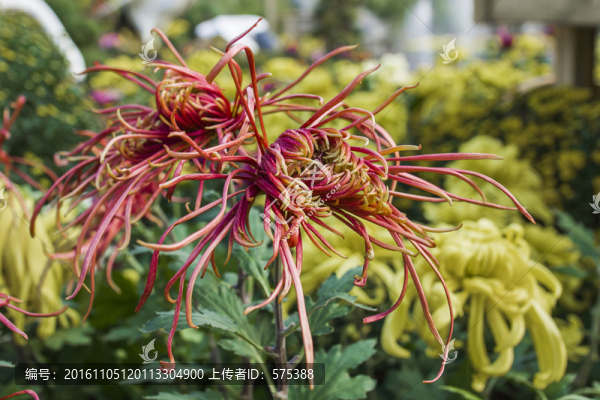 菊花