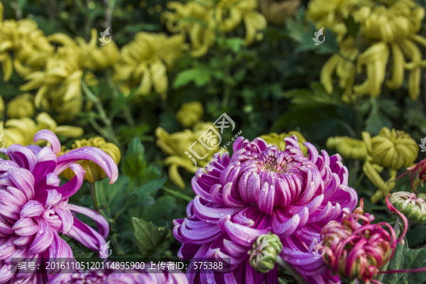菊花