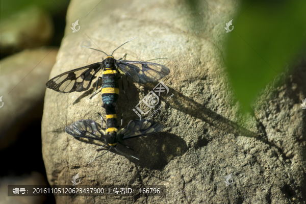 蕾鹿蛾