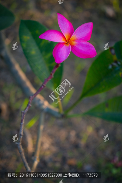 紅色雞蛋花