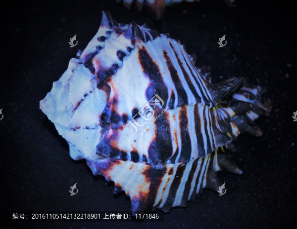 海螺貝殼