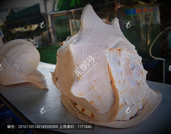 海螺貝殼