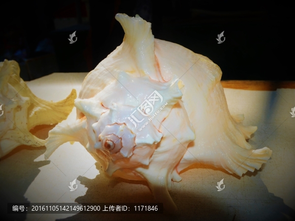 海螺貝殼