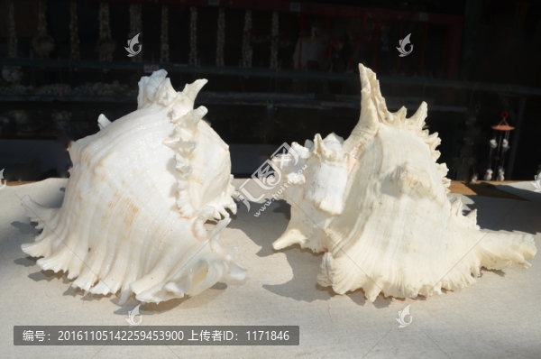 海螺貝殼