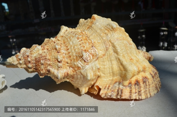 海螺貝殼
