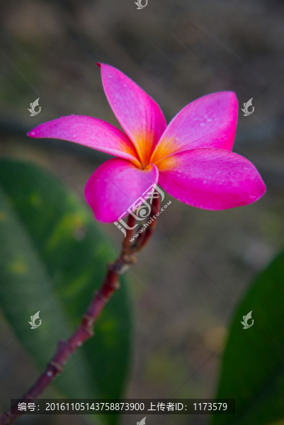 紅色雞蛋花
