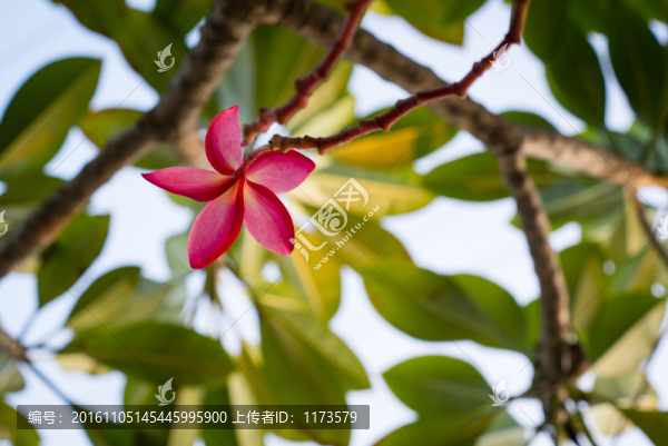 紅色雞蛋花