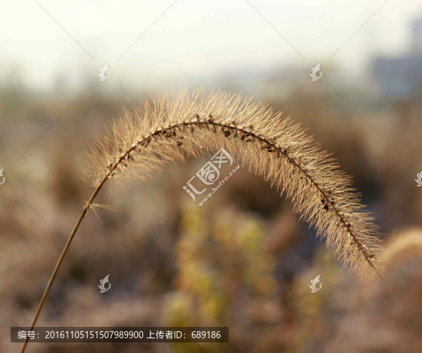 茅草