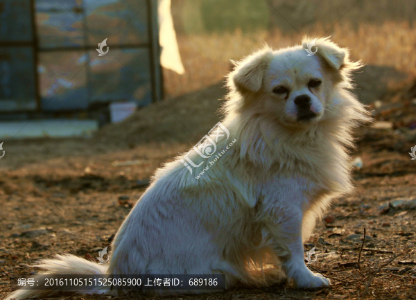 京巴犬