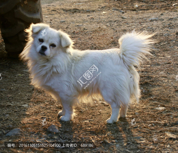 京巴犬