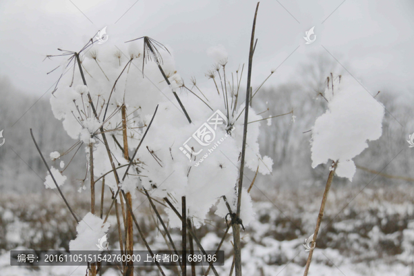 初雪