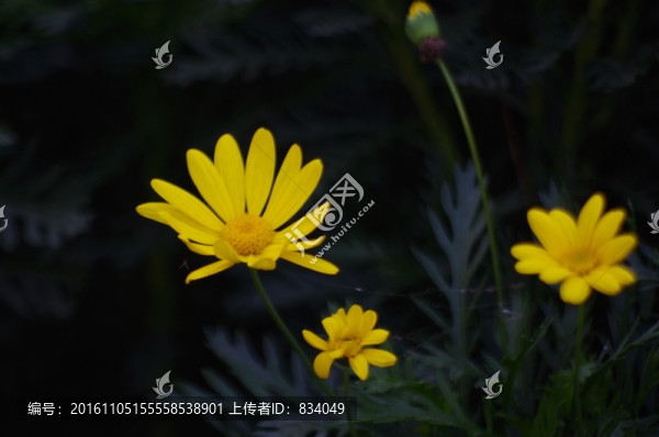 茼蒿菊