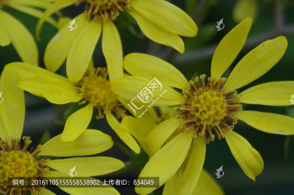 茼蒿菊