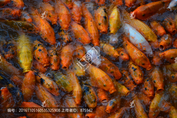 觀賞魚