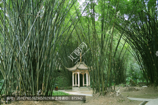 竹林