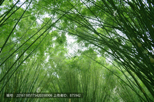 竹林