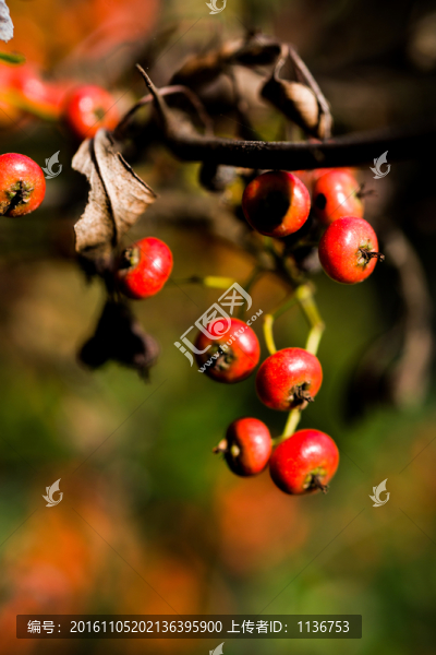 紅色野果