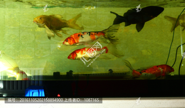 金魚